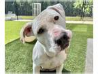 American Pit Bull Terrier Mix DOG FOR ADOPTION RGADN-1251224 - BUGS - American