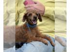 Poodle (Toy) Mix DOG FOR ADOPTION RGADN-1251246 - Jessy Apr 24 - Poodle (Toy) /