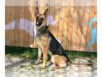 German Shepherd Dog Mix DOG FOR ADOPTION RGADN-1251251 - SAGE - Belgian Shepherd