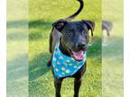 American Pit Bull Terrier Mix DOG FOR ADOPTION RGADN-1251253 - BING - Pit Bull
