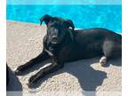 Labrador Retriever Mix DOG FOR ADOPTION RGADN-1251261 - Brownie - Labrador