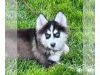 Pomsky DOG FOR ADOPTION RGADN-1251271 - Sassy - Siberian Husky / Pomeranian /