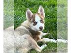 Pomsky DOG FOR ADOPTION RGADN-1251273 - Jeter - Siberian Husky / Pomeranian /