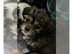 Shih Tzu DOG FOR ADOPTION RGADN-1251276 - Bordeaux - Shih Tzu Dog For Adoption