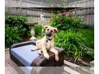 German Shepherd Dog-Mastiff Mix DOG FOR ADOPTION RGADN-1251285 - Powder - German