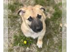 German Shepherd Dog-Mastiff Mix DOG FOR ADOPTION RGADN-1251286 - Cotton Candy -