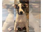 Australian Kelpie-Dachshund Mix DOG FOR ADOPTION RGADN-1251294 - Jasper -