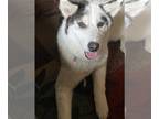 Huskies -Pembroke Welsh Corgi Mix DOG FOR ADOPTION RGADN-1251304 - SASHA 2