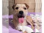 Cairn Terrier Mix DOG FOR ADOPTION RGADN-1251305 - Piper - Cairn Terrier / Mixed