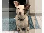 Border Collie-Border Terrier Mix DOG FOR ADOPTION RGADN-1251313 - Harleigh -