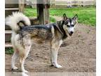 Siberian Husky DOG FOR ADOPTION RGADN-1251320 - Koda - Siberian Husky (medium