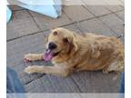 Golden Retriever DOG FOR ADOPTION RGADN-1251322 - Hazel - Golden Retriever (long
