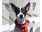 Rat Terrier Mix DOG FOR ADOPTION RGADN-1251334 - O'Malley - Rat Terrier / Mixed