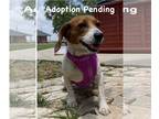 Beagle DOG FOR ADOPTION RGADN-1251348 - Sybil - Beagle Dog For Adoption