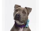 Staffordshire Bull Terrier DOG FOR ADOPTION RGADN-1251359 - GENIE -