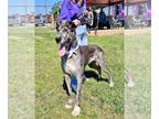 Great Dane DOG FOR ADOPTION RGADN-1251366 - Gray - Great Dane Dog For Adoption