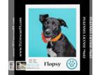 Labrador Retriever Mix DOG FOR ADOPTION RGADN-1251367 - Flopsy (Spring Flings)