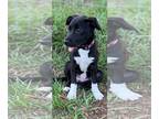 Black Mouth Cur Mix DOG FOR ADOPTION RGADN-1251373 - Disco - Black Labrador