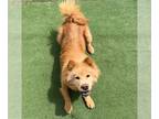 Chow Chow DOG FOR ADOPTION RGADN-1251382 - MAIA - Chow Chow Dog For Adoption