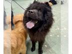 Chow Chow DOG FOR ADOPTION RGADN-1251384 - BLUE - Chow Chow Dog For Adoption
