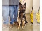 Shollie DOG FOR ADOPTION RGADN-1251387 - Maddie - German Shepherd Dog / Border