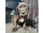 Adopt Riwaka a Irish Terrier