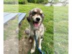 Australian Shepherd-Collie Mix DOG FOR ADOPTION RGADN-1251405 - Lobo -