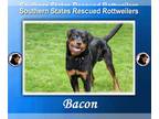 Rottweiler Mix DOG FOR ADOPTION RGADN-1251409 - Bacon - Rottweiler / Mixed