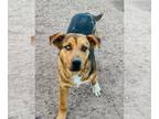 Huskies Mix DOG FOR ADOPTION RGADN-1251410 - BLUEY - Cattle Dog / Husky / Mixed