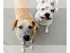 Bull-Boxer DOG FOR ADOPTION RGADN-1251427 - POPPY & her seeing eye dog TOBER -