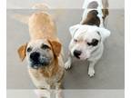 Labrador Retriever-Red Heeler Mix DOG FOR ADOPTION RGADN-1251430 - TOBER & blind
