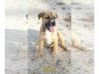 Black Mouth Cur-Labrador Retriever Mix DOG FOR ADOPTION RGADN-1251444 - Pearl -