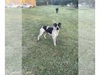 Catahoula Leopard Dog Mix DOG FOR ADOPTION RGADN-1251464 - Moses - Catahoula