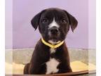 Beagle Mix DOG FOR ADOPTION RGADN-1251468 - Momma Cherish Pup - Chameleon -