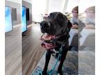 Collie DOG FOR ADOPTION RGADN-1251478 - Captain - Collie Dog For Adoption