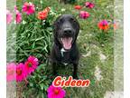 Labrador Retriever DOG FOR ADOPTION RGADN-1251480 - Gideon - Labrador Retriever