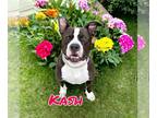 Boxer DOG FOR ADOPTION RGADN-1251481 - Kash - Boxer / Staffordshire Bull Terrier