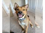 Carolina Dog-German Shepherd Dog Mix DOG FOR ADOPTION RGADN-1251486 - LUCIUS -
