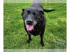 Labrador Retriever DOG FOR ADOPTION RGADN-1251490 - Lexi - Labrador Retriever