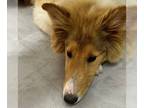 Collie DOG FOR ADOPTION RGADN-1251491 - Isabelle - Collie (medium coat) Dog For