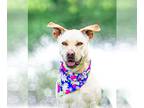 Huskies -Labrador Retriever Mix DOG FOR ADOPTION RGADN-1251495 - Jules -