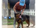 Rottweiler Mix DOG FOR ADOPTION RGADN-1251496 - Atlas - Rottweiler / Mixed