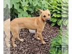 Boxer-Rhodesian Ridgeback Mix DOG FOR ADOPTION RGADN-1251509 - QT Pie -