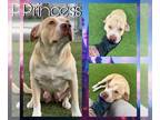 American Pit Bull Terrier Mix DOG FOR ADOPTION RGADN-1251515 - PRINCESS - Pit