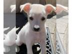 Labrador Retriever Mix DOG FOR ADOPTION RGADN-1251547 - Lola a Lab-Terrier mix