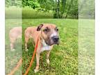 Bull Terrier Mix DOG FOR ADOPTION RGADN-1251554 - *PRINCESS - Bull Terrier /