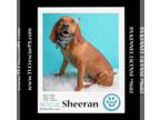 Redbone Coonhound Mix DOG FOR ADOPTION RGADN-1251566 - Sheeran 040624 - Redbone