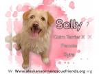 Cairn Terrier Mix DOG FOR ADOPTION RGADN-1251576 - Sally - Terrier / Cairn