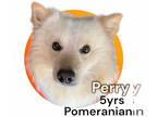 Pomeranian Mix DOG FOR ADOPTION RGADN-1251577 - Perry - Pomeranian / Mixed Dog