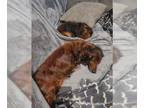 Dachshund DOG FOR ADOPTION RGADN-1251593 - Sunshine and Vanessa - Dachshund